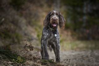 Chien truffier et cavage : dressage et saison de recherche