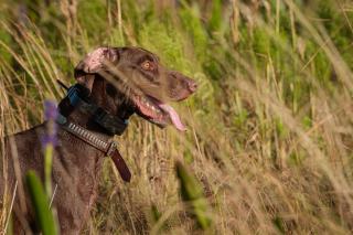 Collier GPS pour chien de travail : suivi et localisation