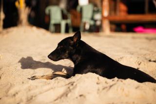 Berger belge malinois au repos à l'abri du soleil pendant une pause d'entraînement