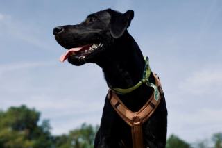Formation chien guide : du chiot au maître, étape par étape