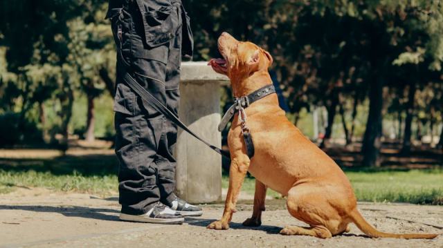 Obtenir l'ACACED pour travailler avec des animaux domestiques Obtenir l'ACACED pour travailler avec des animaux domestiques