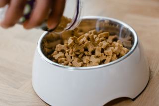 Alimentation du chien sportif : nutrition et performance