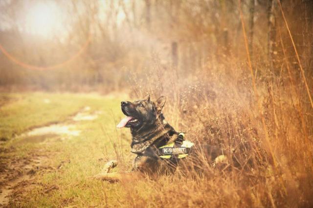 Les brigades K9 et le chien de police en opération