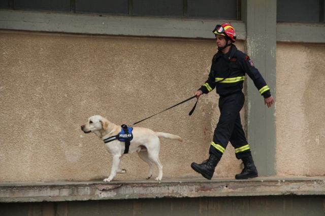 Le chien de sapeur-pompier spécialisé en recherche sous décombres