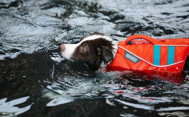 Le chien de sauvetage aquatique au service des nageurs en détresse