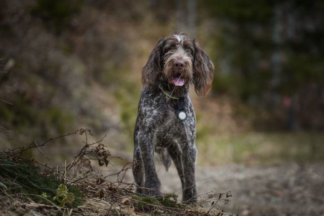 Former un chien truffier pour la recherche de truffes Former un chien truffier pour la recherche de truffes