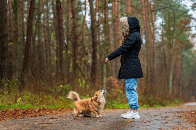 Utiliser le clicker training pour éduquer votre chien Utiliser le clicker training pour éduquer votre chien