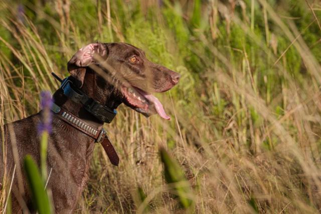 Équiper son chien de travail d'un collier GPS de localisation
