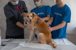 Conditionnement opérant du chien : principes et application