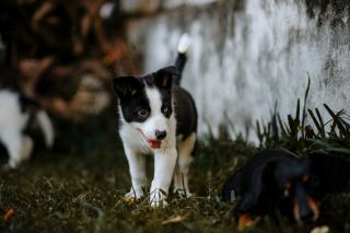 Un chiot caniche explore calmement son environnement pour construire son équilibre comportemental