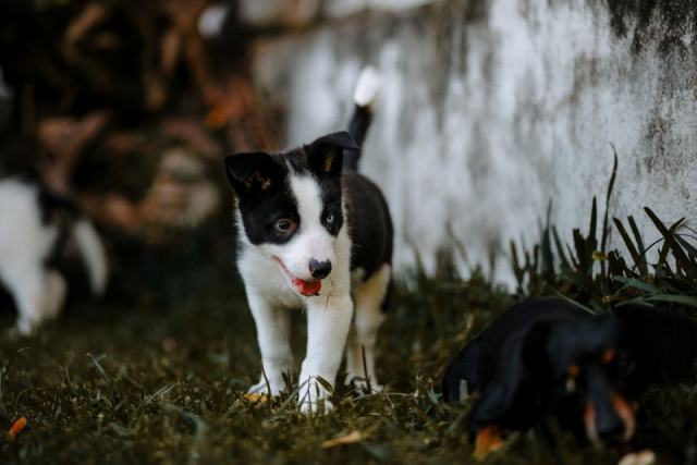 Premiers apprentissages du chiot Un chiot caniche explore calmement son environnement pour construire son équilibre comportemental