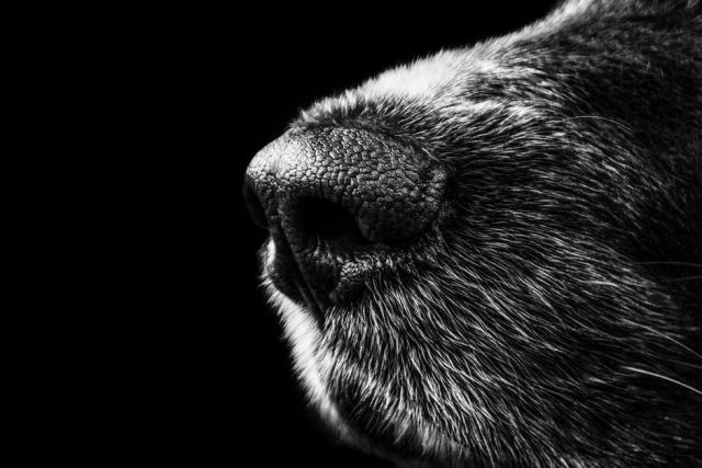 Les capacités olfactives du chien et leur exploitation Les capacités olfactives du chien et leur exploitation