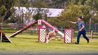 Obéissance canine en concours : épreuves et préparation