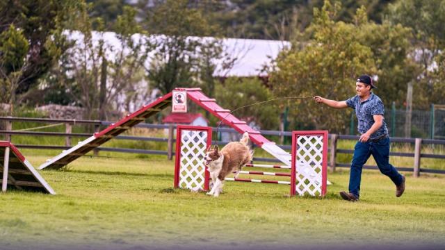 Préparer son chien aux concours d'obéissance canine Préparer son chien aux concours d'obéissance canine
