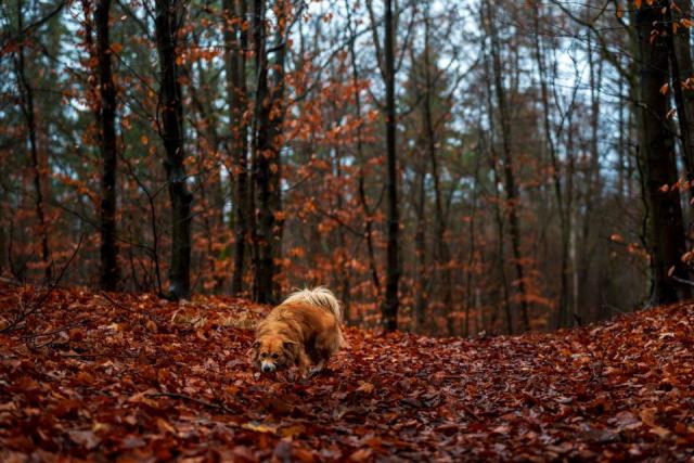 Pratiquer le pistage français en compétition canine