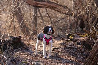 Springer spaniel de détection : le nez le plus fin