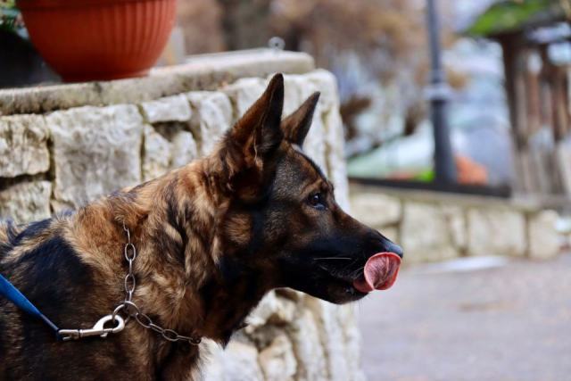Le berger allemand comme chien de travail polyvalent Le berger allemand comme chien de travail polyvalent