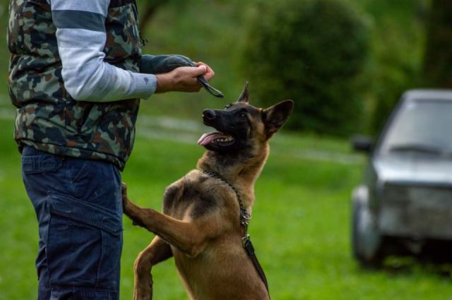 Le malinois dans les métiers de la sécurité et du sport canin Le malinois dans les métiers de la sécurité et du sport canin