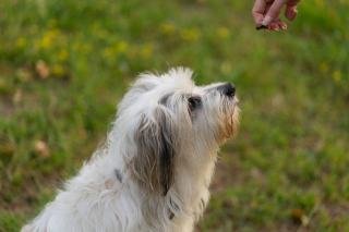Récompense : une seconde de retard et le chien apprend autre chose