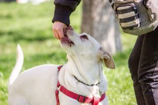 Renforcement positif en dressage canin : principes et pratique