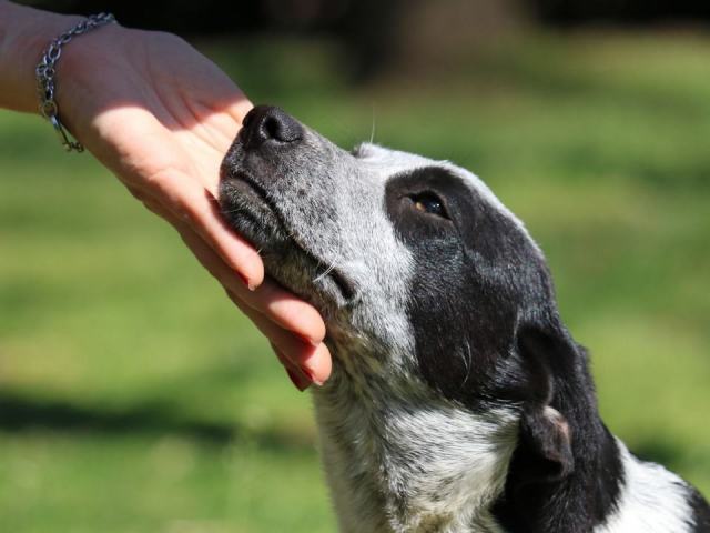Gérer le stress de votre chien au quotidien et en travail Gérer le stress de votre chien au quotidien et en travail