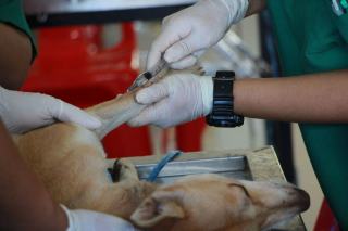 Vétérinaire pour chien de travail : suivi et prévention