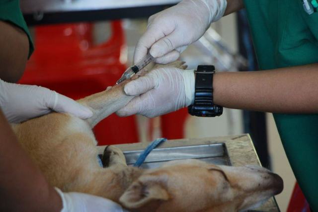 Le suivi vétérinaire spécifique du chien de travail Le suivi vétérinaire spécifique du chien de travail